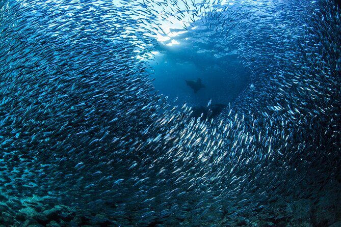 Los Cabos Beginner Scuba Dive Experience - The Sum Up: Is It Worth It?