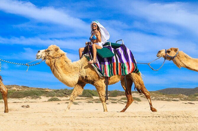 Los Cabos Camel Ride Adventure On The Beach - Key Points