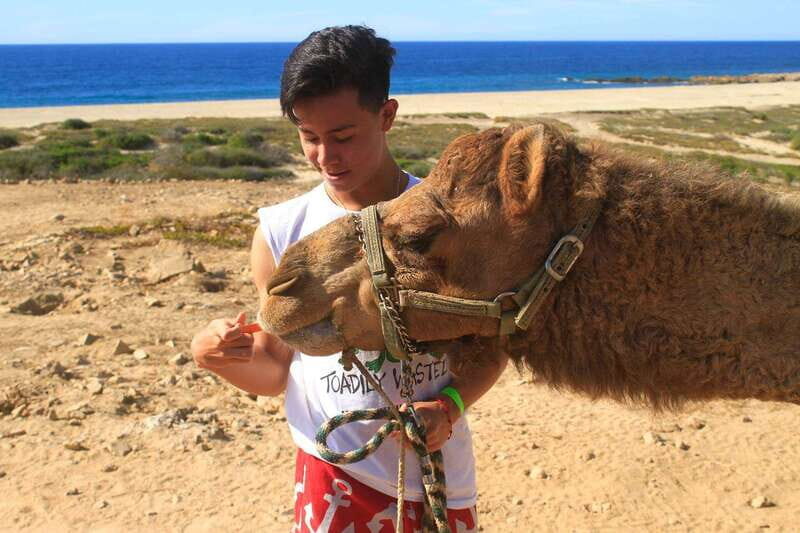 Los Cabos: Camel Ride Safari with Lunch and Tequila Tasting - Introduction