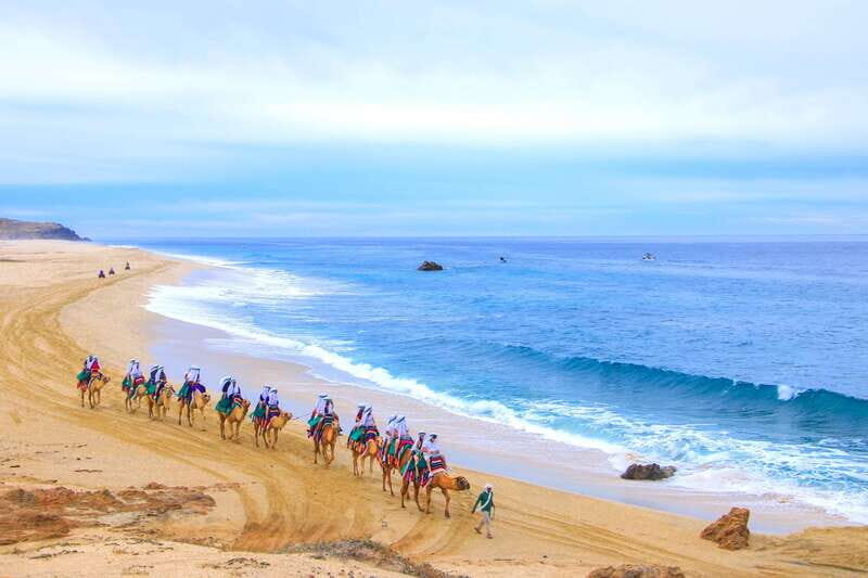 Los Cabos: Camel Ride Safari with Lunch and Tequila Tasting - The Bottom Line