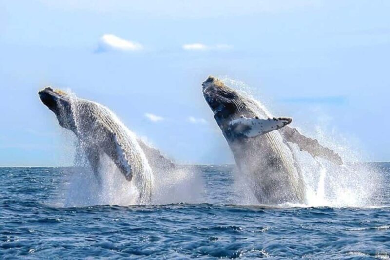 Los Cabos: Catamaran Whale Watching Cruise - A Closer Look at the Experience