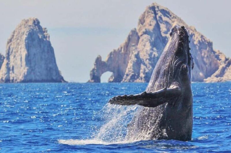 Los Cabos: Catamaran Whale Watching Cruise - What to Expect and How to Prepare