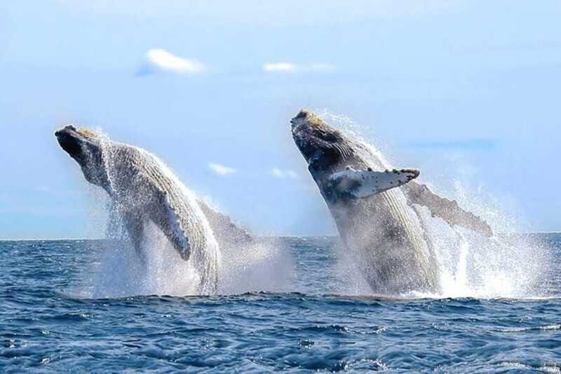 Los Cabos: Catamaran Whale Watching Cruise - Authentic Experiences and Authenticity
