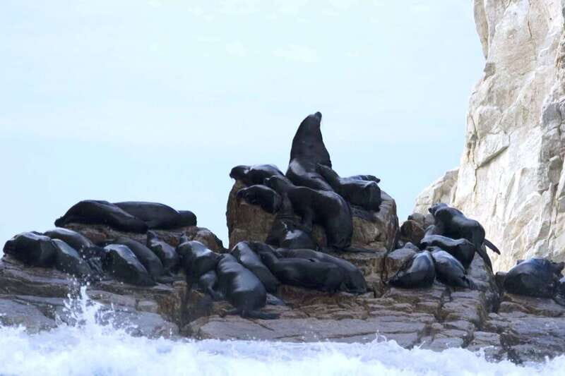 Los Cabos: City Tour with Cruise, Snorkeling, and Tastings - Key Points