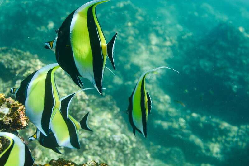 Los Cabos: Glass-Bottom Kayak and Snorkel Tour at Two Bays - Discover the Underwater World of Los Cabos with a Glass-Bottom Kayak and Snorkel Tour