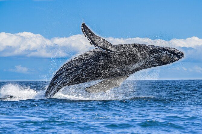Los Cabos Humpback Whale: 10-Hour Tour 3 Hours of Whale Watching - Introduction: A Unique Marine Adventure with a Personal Touch