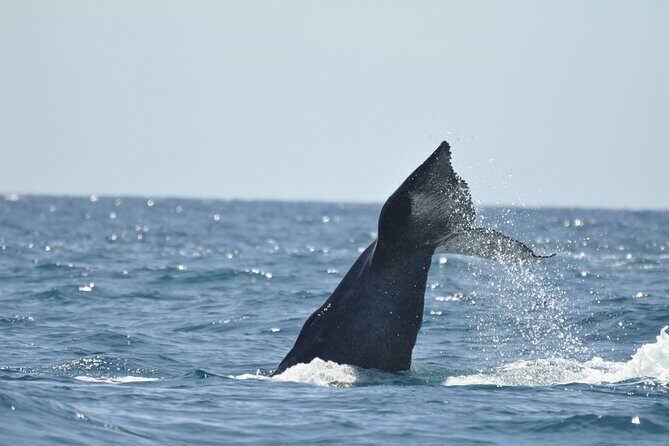Los Cabos Humpback Whale: 10-Hour Tour 3 Hours of Whale Watching - The Value of This Tour