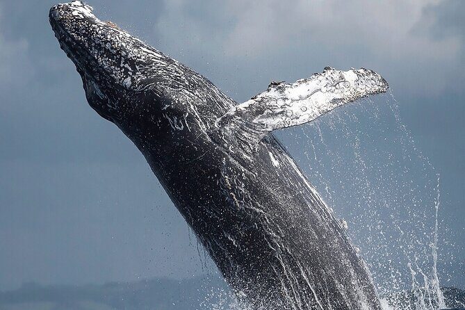 Los Cabos Humpback Whale: 10-Hour Tour 3 Hours of Whale Watching - Considerations for Travelers