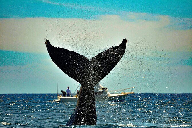 Los Cabos Humpback Whale: 10-Hour Tour 3 Hours of Whale Watching - FAQs