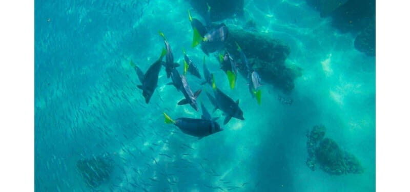 Los Cabos: Land's End Kayak and Snorkel Tour - Frequently Asked Questions