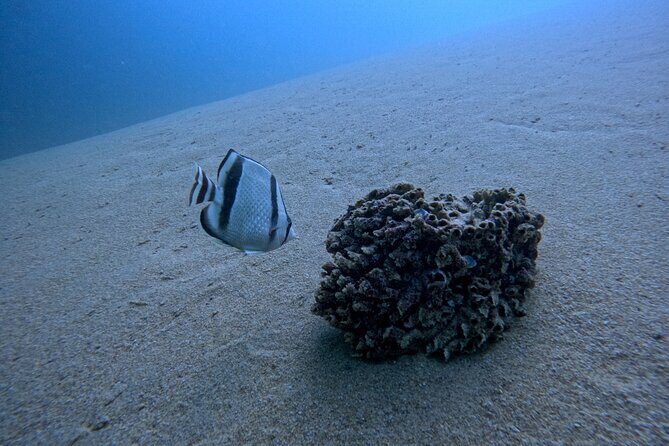 Los Cabos Open Water Diver Course - Authenticity and Expertise: What Travelers Say