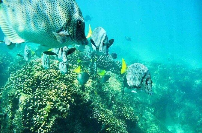 Los Cabos Platinum Snorkel Experience - FAQ