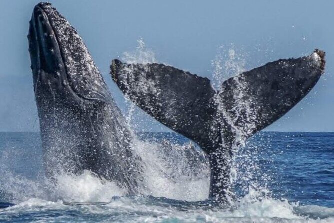 Los Cabos Private Yacht Whale Watching Tour, Snorkel and Drinks - The Sum Up
