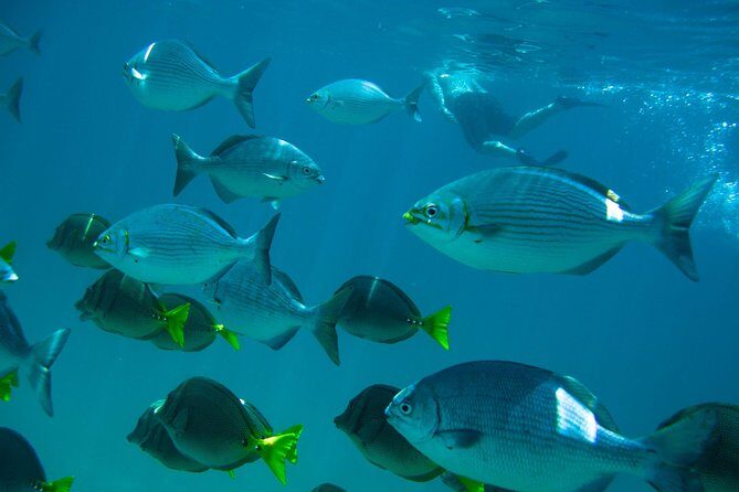 Los Cabos Snorkeling Tour to Chileno Bay and Santa Maria Cove - An Honest Look at the Experience