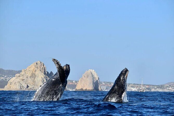 Los Cabos Whale Watching Adventure with Snacks and Drinks - The Itinerary and Navigation