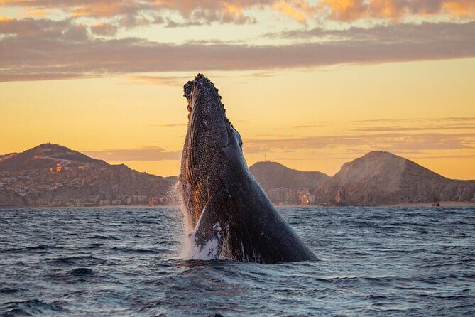Los Cabos Whale Watching Adventure with Snacks and Drinks - Final Thoughts: Who is This Tour Best For?