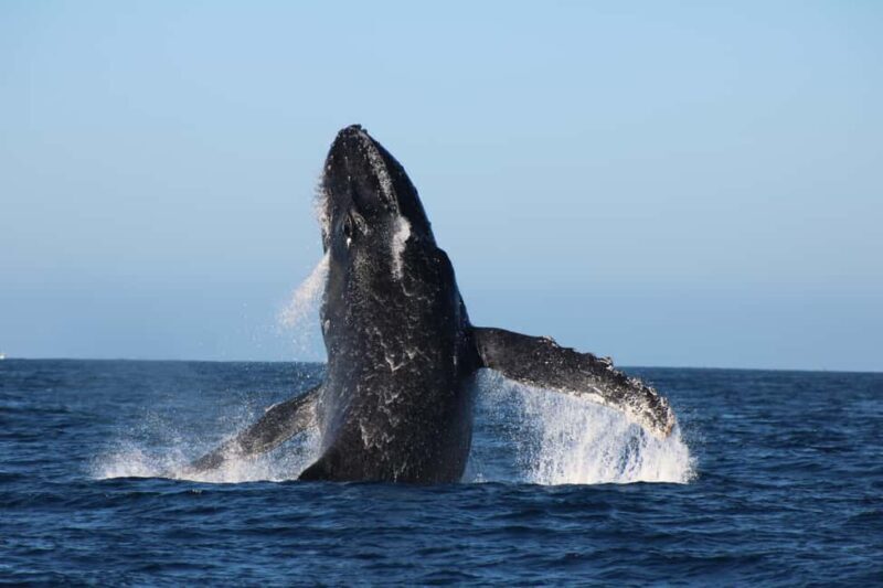 Los Cabos: Whale Watching and Safari - What to Expect from Your Whale Watching Experience