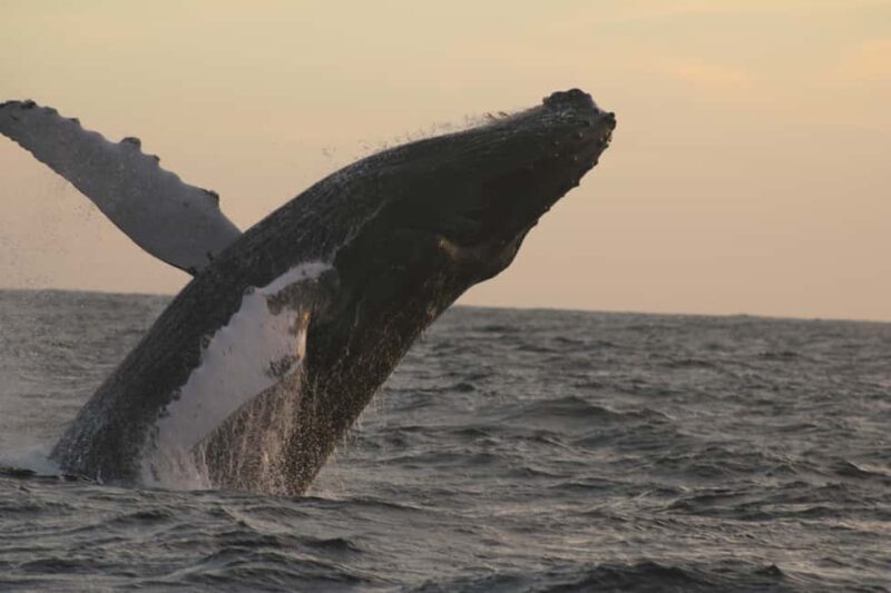 Los Cabos: Whale Watching and Safari - Practical Tips for Your Tour