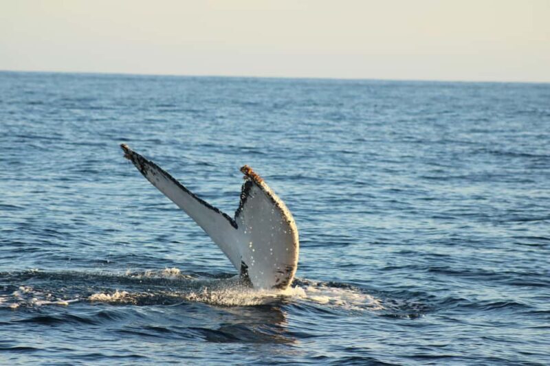 Los Cabos: Whale Watching and Safari - Who Will Love This Tour?