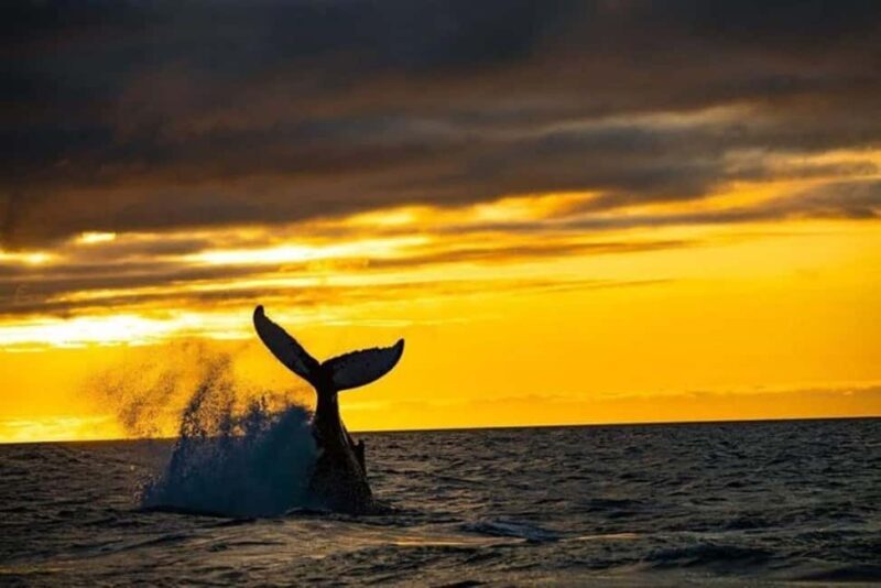 Los Cabos: Whale Watching and Sunset Catamaran Cruise - An In-Depth Look at the Tour Experience