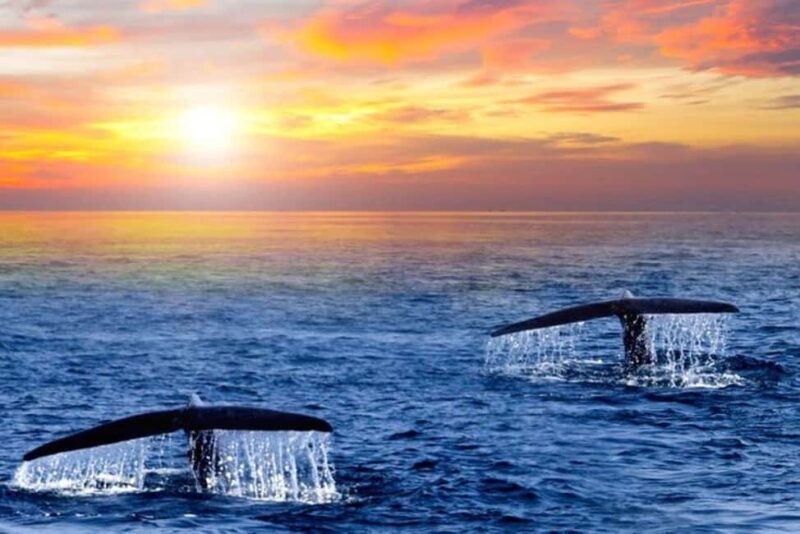 Los Cabos: Whale Watching and Sunset Catamaran Cruise - Practical Tips for Your Trip