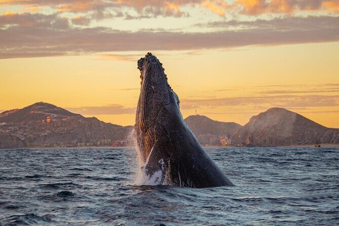 Los Cabos Whale Watching and Sunset Tour - Key Points