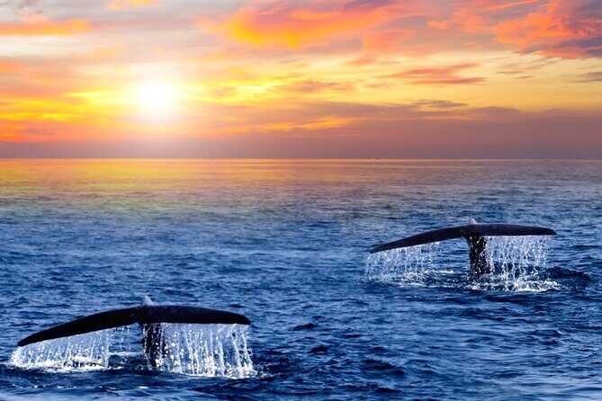 Los Cabos Whale Watching and Sunset Tour - An Intimate and Scenic 2-Hour Cruise