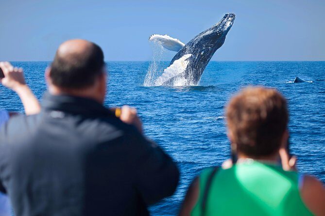 Los Cabos Whale Watching Cruise Including Breakfast - An Authentic Cabo Experience: What to Expect