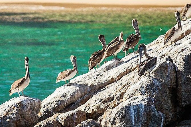 Los Cabos Whale Watching Cruise Including Breakfast - The Experience: Highlights and Possible Downsides