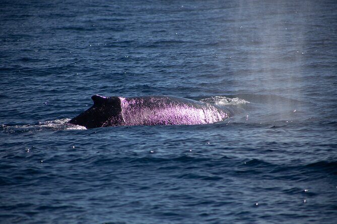 Los Cabos Whale Watching Cruise Including Breakfast - Who Will Love This Tour?
