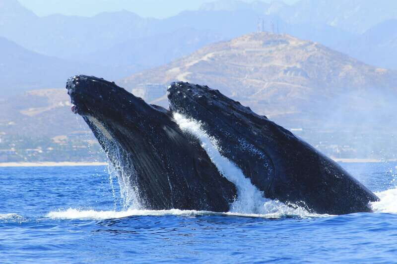 Los Cabos: Whale Watching (Transport and Pictures Included) - An In-Depth Look at the Los Cabos Whale Watching Tour