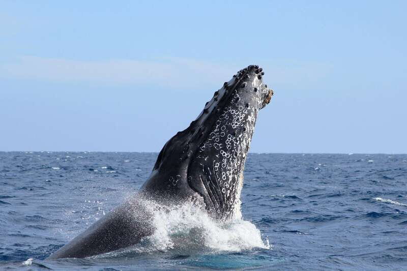 Los Cabos: Whale Watching (Transport and Pictures Included) - The Sum Up
