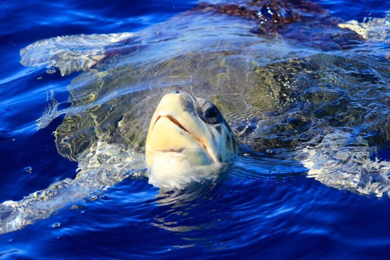 Los Cabos: Whale Watching (Transport and Pictures Included) - FAQ