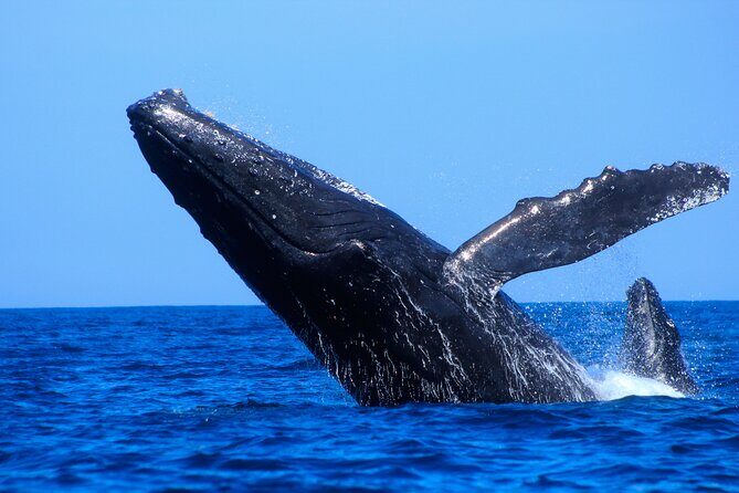 Los Cabos Whale Watching (Transportation and Pictures Included) - Who Should Opt for This Tour?