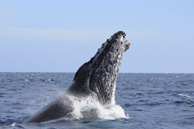Los Cabos Whale Watching (Transportation and Pictures Included) - Wrapping It Up