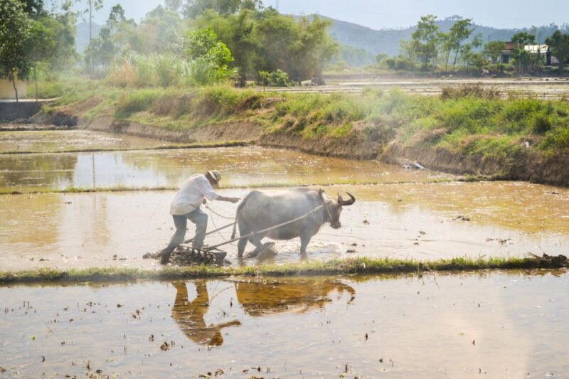 Lost Civilization - My Son Temples Bike Tour in Hoi An - Practical Tips for Participants