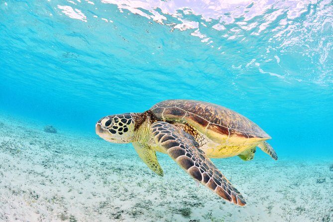 Low Island Snorkelling Private Charter Aboard Authentic Chinese Junk Boat - Flexibility and Personalization