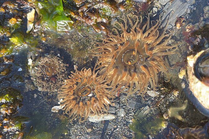 Low Tide Excursion & Totem Bight Park - Key Points