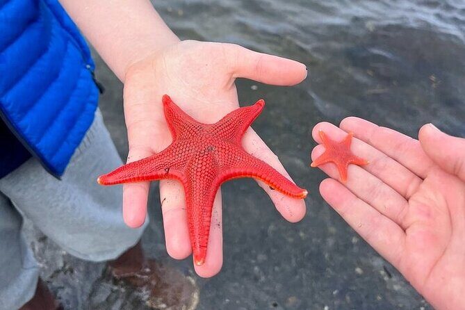 Low Tide Excursion & Totem Bight Park - A Closer Look at the Tour Experience