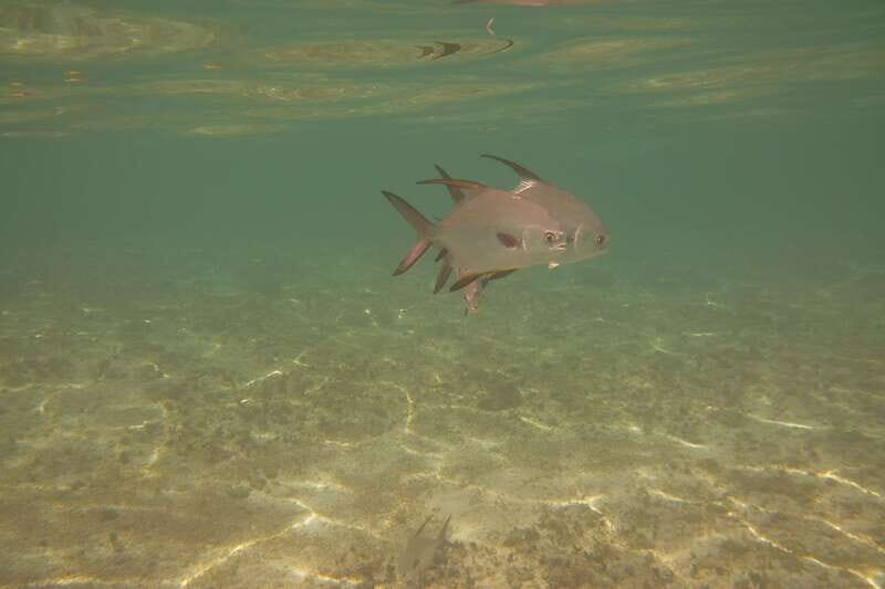 Lower Grand Lagoon: Panama City Beach Guided Snorkeling Tour - What Makes This Snorkeling Tour Special?