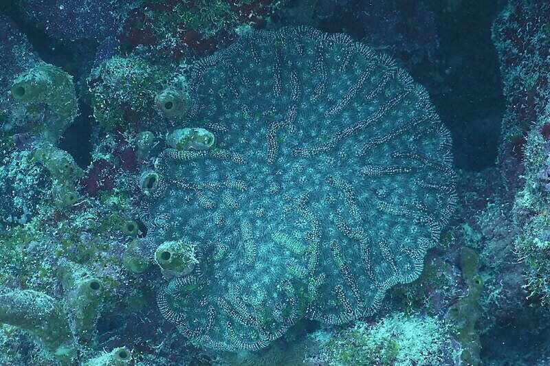 Lower Grand Lagoon: Panama City Beach Guided Snorkeling Tour - The Experience: Why It’s Worth It