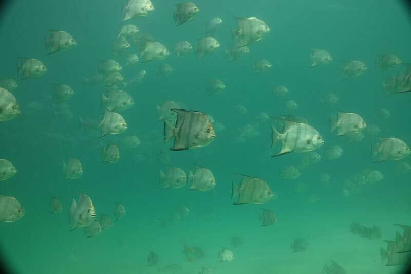 Lower Grand Lagoon: Panama City Beach Guided Snorkeling Tour - Who Is This Tour Best For?