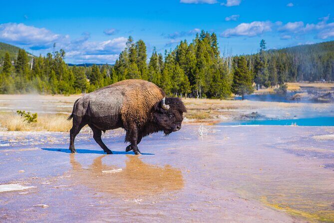 Lower Loop: Hot Springs & Geysers | West Yellowstone | PRIVATE - Exploring Yellowstone’s Highlights in Depth