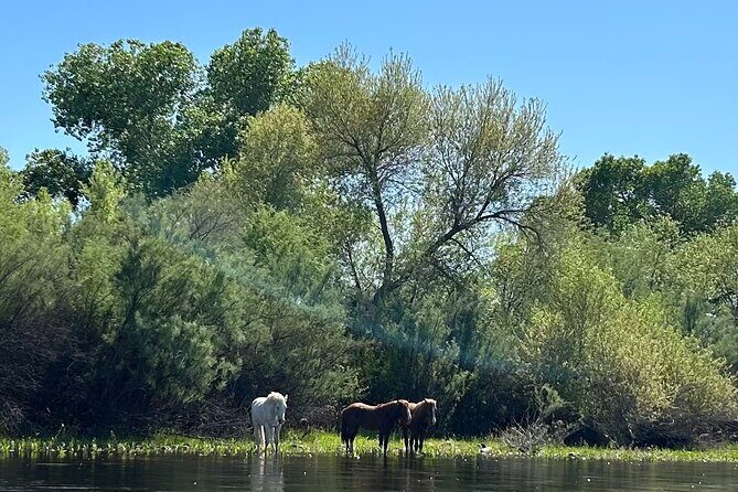 Lower Salt River Guided Kayak Tours - A Gentle Introduction to the Lower Salt River