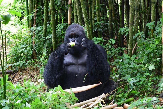 Lowland Gorilla trekking in Kahuzi-Biega National Park - A Genuine Experience in the Heart of Congo