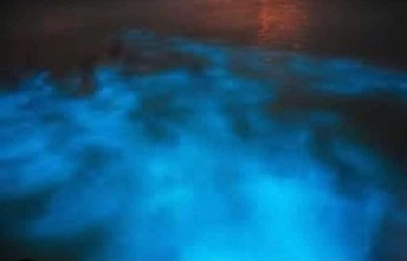 Luminous lagoon : Night Tour from Ocho Rios and Runaway Bay - What to Expect from the Tour