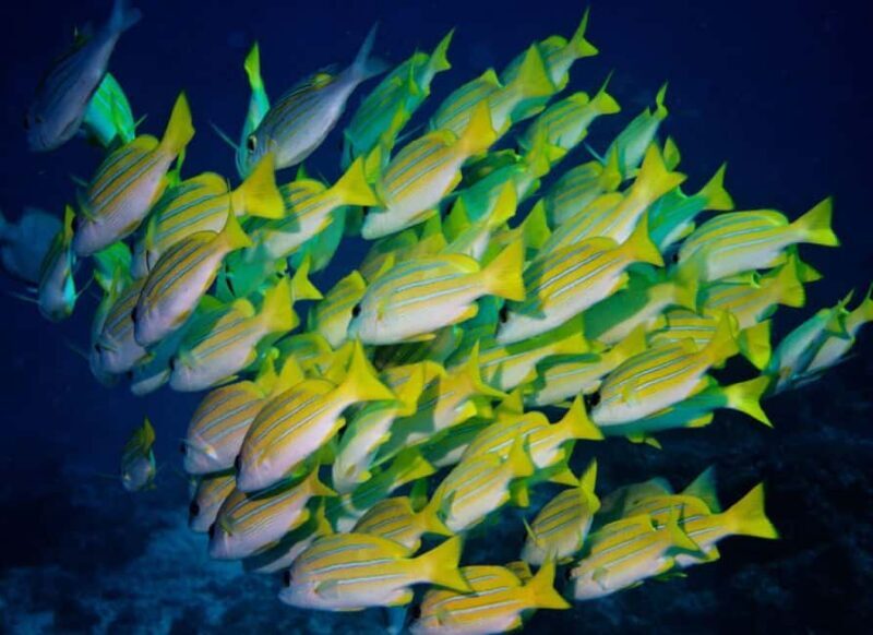 Lunch Break, Mnemba Island, Swim with Turtles, Kendwa Beach - FAQ Section