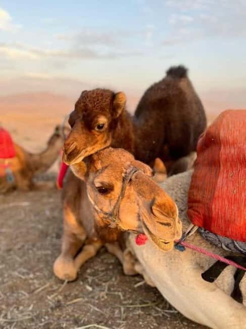 Lunch & Swimming Camel Ride and Quad Biking in Agayaf - The Sum Up: Who Should Consider This Tour?