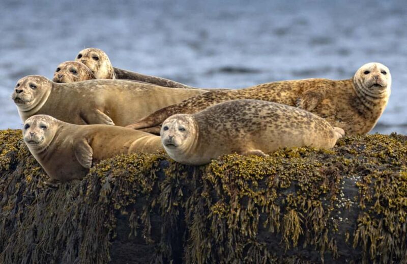 Lunenburg: Zodiac Wildlife Tour with Naturalist Guide - An Authentic Coastal Adventure