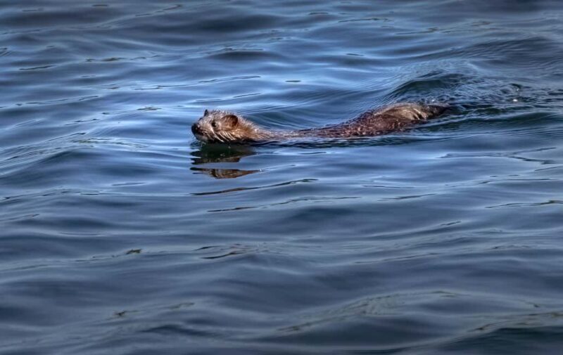 Lunenburg: Zodiac Wildlife Tour with Naturalist Guide - Final Words